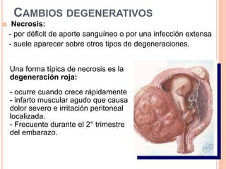 CAMBIOS DEGENERATIVOS
 Necrosis:
- por déficit de aporte sanguíneo o por una infección extensa
- suele aparecer sobre otros tipos de degeneraciones.
Una forma típica de necrosis es la
degeneración roja:
- ocurre cuando crece rápidamente
- infarto muscular agudo que causa
dolor severo e irritación peritoneal
localizada.
- Frecuente durante el 2° trimestre
del embarazo.
 