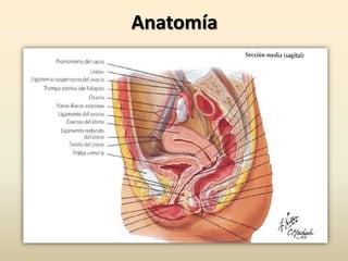 Anatomía