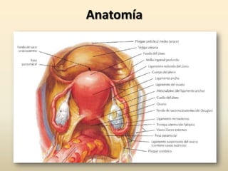 Anatomía