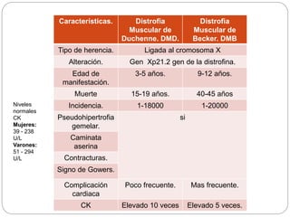 Características. Distrofia
Muscular de
Duchenne. DMD.
Distrofia
Muscular de
Becker. DMB
Tipo de herencia. Ligada al cromosoma X
Alteración. Gen Xp21.2 gen de la distrofina.
Edad de
manifestación.
3-5 años. 9-12 años.
Muerte 15-19 años. 40-45 años
Incidencia. 1-18000 1-20000
Pseudohipertrofia
gemelar.
si
Caminata
aserina
Contracturas.
Signo de Gowers.
Complicación
cardiaca
Poco frecuente. Mas frecuente.
CK Elevado 10 veces Elevado 5 veces.
Niveles
normales
CK
Mujeres:
39 - 238
U/L
Varones:
51 - 294
U/L
 