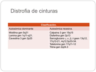 Distrofia de cinturas
Clasificación.
Autosómica dominante Autosómica recesiva.
Miotilina gen 5q31
Lamina gen 1q11-q21.
Caveolina 3 gen 2p25
Calpaina 3 gen 15q15
Disferlina gen 2p13
Sarcoglucano g, a ,b, d gesn 13q12,
17q12-21, 4q12,5p33-34.
Teletonina gen 17q11-12
Titina gen 2q24.3
 