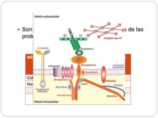  Son el resultado de diversas alteraciones de las
proteinas musculares asociadas a
MEC Membrana
celular y
proteinas
asociadas.
Organulos
o
sarcómeros
.
Membrana
nuclear.
Colágeno VI Disferlina. Teletonina. Laminas
Merosina. Integrinas. Miotilina. Emerina.
Caveolina 3 Titina.
Sarcoglucan
os.
 