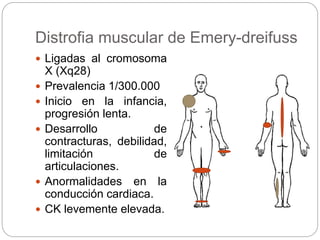 Distrofia muscular de Emery-dreifuss
 Ligadas al cromosoma
X (Xq28)
 Prevalencia 1/300.000
 Inicio en la infancia,
progresión lenta.
 Desarrollo de
contracturas, debilidad,
limitación de
articulaciones.
 Anormalidades en la
conducción cardiaca.
 CK levemente elevada.
 