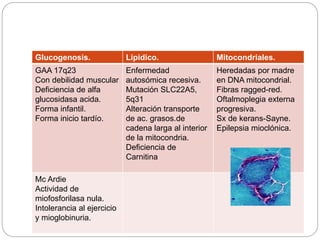 Glucogenosis. Lipidico. Mitocondriales.
GAA 17q23
Con debilidad muscular
Deficiencia de alfa
glucosidasa acida.
Forma infantil.
Forma inicio tardío.
Enfermedad
autosómica recesiva.
Mutación SLC22A5,
5q31
Alteración transporte
de ac. grasos.de
cadena larga al interior
de la mitocondria.
Deficiencia de
Carnitina
Heredadas por madre
en DNA mitocondrial.
Fibras ragged-red.
Oftalmoplegia externa
progresiva.
Sx de kerans-Sayne.
Epilepsia mioclónica.
Mc Ardie
Actividad de
miofosforilasa nula.
Intolerancia al ejercicio
y mioglobinuria.
 