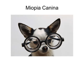 Miopia Canina 