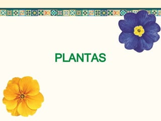PLANTAS
 