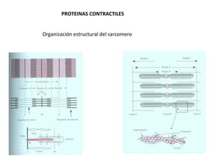 PROTEINAS CONTRACTILES


Organización estructural del sarcomero
 