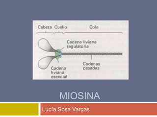 MIOSINA
Lucía Sosa Vargas
 