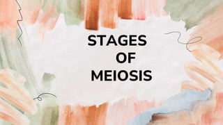 STAGES
OF
MEIOSIS
 