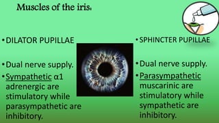 Muscles of the iris:
•DILATOR PUPILLAE
•Dual nerve supply.
•Sympathetic α1
adrenergic are
stimulatory while
parasympathetic are
inhibitory.
•SPHINCTER PUPILLAE
•Dual nerve supply.
•Parasympathetic
muscarinic are
stimulatory while
sympathetic are
inhibitory.
 