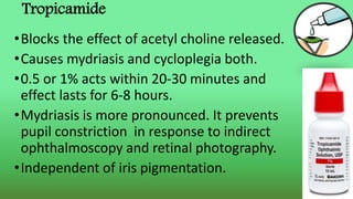 Tropicamide
•Blocks the effect of acetyl choline released.
•Causes mydriasis and cycloplegia both.
•0.5 or 1% acts within 20-30 minutes and
effect lasts for 6-8 hours.
•Mydriasis is more pronounced. It prevents
pupil constriction in response to indirect
ophthalmoscopy and retinal photography.
•Independent of iris pigmentation.
 