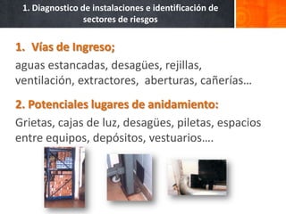 1. Diagnostico de instalaciones e identificación de
                 sectores de riesgos

1. Vías de Ingreso;
aguas estancadas, desagües, rejillas,
ventilación, extractores, aberturas, cañerías…
2. Potenciales lugares de anidamiento:
Grietas, cajas de luz, desagües, piletas, espacios
entre equipos, depósitos, vestuarios….
 
