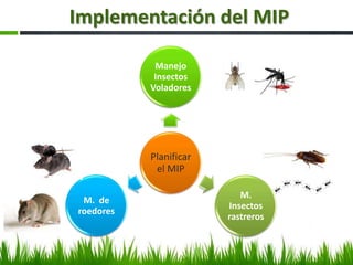 Implementación del MIP

            Manejo
            Insectos
           Voladores




           Planificar
            el MIP

                           M.
 M. de
                        Insectos
roedores
                        rastreros
 