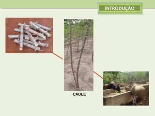 INTRODUÇÃO

CAULE

 