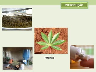 INTRODUÇÃO

FOLHAS

 