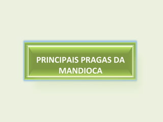 PRINCIPAIS PRAGAS DA
MANDIOCA

 