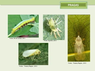 PRAGAS

Fonte: Dia de campo, 2011
Fonte: Agrolink, 2013

Fonte:: Thaiany Regina , 2013
Fonte:: Thaiany Regina , 2013

 