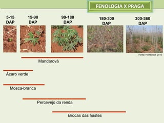 FENOLOGIA X PRAGA
5-15
DAP

15-90
DAP

90-180
DAP

180-300
DAP

300-360
DAP

Fonte: Hortibrasil, 2010

Mandarová
Ácaro verde
Mosca-branca
Percevejo da renda
Brocas das hastes

 