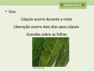 MANDAROVÁ

• Ovo
Cópula ocorre durante a noite
Liberação ocorre dois dias apos cópula
Grandes sobre as folhas

Fonte: Leite e Alves

 