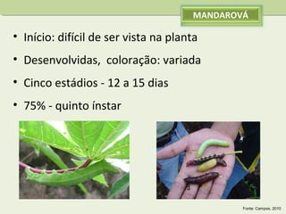 MANDAROVÁ

• Início: difícil de ser vista na planta
• Desenvolvidas, coloração: variada
• Cinco estádios - 12 a 15 dias
• 75% - quinto ínstar

Fonte: Campos, 2010

 