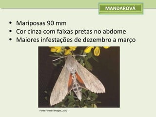 MANDAROVÁ

• Mariposas 90 mm
• Cor cinza com faixas pretas no abdome
• Maiores infestações de dezembro a março

Fonte:Forestry Images, 2010

 