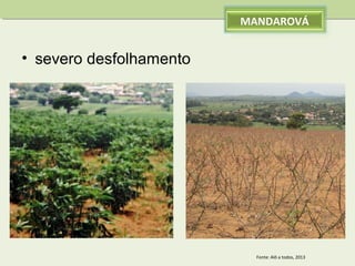 MANDAROVÁ

• severo desfolhamento

Fonte: Alô a todos, 2013

 