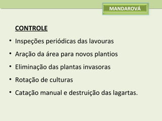 MANDAROVÁ

CONTROLE
• Inspeções periódicas das lavouras
• Aração da área para novos plantios
• Eliminação das plantas invasoras
• Rotação de culturas
• Catação manual e destruição das lagartas.

 
