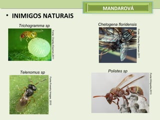 • INIMIGOS NATURAIS

Fonte: Charley Eiseman,2011

Fonte: Charley Eiseman,2011
Fonte:Forestry Images, 2010

Fonte:Wikipedia,2013

Polistes sp
Telenomus sp

Chetogena floridensis
Trichogramma sp

MANDAROVÁ

 
