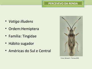 PERCEVEVO DA RENDA

• Vatiga illudens
• Ordem:Hemiptera
• Família: Tingidae
• Hábito sugador
• Américas do Sul e Central
Fonte: Michael C. Thomas,2009

 