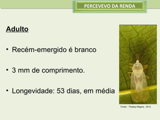 PERCEVEVO DA RENDA

Adulto
• Recém-emergido é branco
• 3 mm de comprimento.
• Longevidade: 53 dias, em média
Fonte:: Thaiany Regina , 2013

 