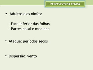 PERCEVEVO DA RENDA

• Adultos e as ninfas:
- Face inferior das folhas
- Partes basal e mediana
• Ataque: períodos secos
• Dispersão: vento

 