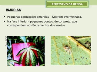 PERCEVEVO DA RENDA
INJÚRIAS
• Pequenas pontuações amarelas- Marrom-avermelhada.
• Na face inferior - pequenos pontos, de cor preta, que
correspondem aos Excrementos dos insetos

 