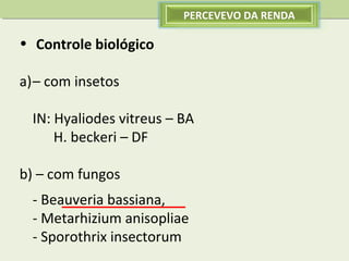 PERCEVEVO DA RENDA

• Controle biológico
a)– com insetos
IN: Hyaliodes vitreus – BA
H. beckeri – DF
b) – com fungos
- Beauveria bassiana,
- Metarhizium anisopliae
- Sporothrix insectorum

 