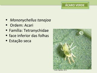 ÁCARO VERDE

•
•
•
•
•

Mononychellus tanajoa
Ordem: Acari
Família: Tetranychidae
face inferior das folhas
Estação seca

Fonte: Agrolink, 2013

 