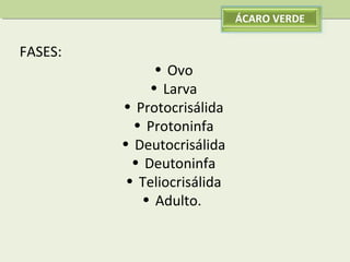 ÁCARO VERDE

FASES:

• Ovo
• Larva
• Protocrisálida
• Protoninfa
• Deutocrisálida
• Deutoninfa
• Teliocrisálida
• Adulto.

 