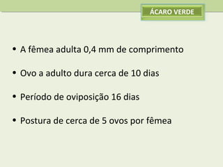 ÁCARO VERDE

• A fêmea adulta 0,4 mm de comprimento
• Ovo a adulto dura cerca de 10 dias
• Período de oviposição 16 dias
• Postura de cerca de 5 ovos por fêmea

 