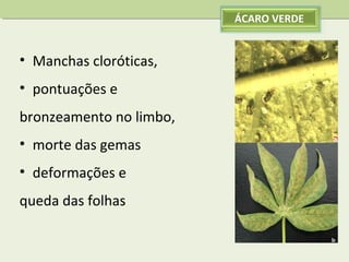 ÁCARO VERDE

• Manchas cloróticas,
• pontuações e
bronzeamento no limbo,
• morte das gemas
• deformações e
queda das folhas

 