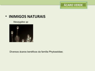 ÁCARO VERDE

• INIMIGOS NATURAIS
Neozygites sp

Diversos ácaros benéficos da família Phytoseiidae;

 