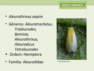 MOSCA BRANCA

• Aleurothrixus aepim
• Gêneros: Aleurotrachelus,
Trialeurodes,
Bemisia,
Aleurothrixus,
Aleurodicus
Tetraleurodes
• Ordem: Hemiptera
• Família: Aleyrodidae

Fonte: Agrolink, 2013

 