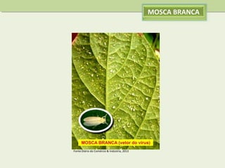 MOSCA BRANCA

Fonte:Diário do Comércio & Indústria, 2013

 