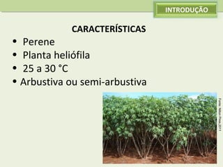 INTRODUÇÃO

CARACTERÍSTICAS 

•  Perene
•  Planta heliófila
•  25 a 30 °C 
• Arbustiva ou semi-arbustiva 
Fonte: Nilton Pires,2011

 