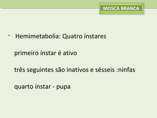 MOSCA BRANCA

•

Hemimetabolia: Quatro ínstares
primeiro ínstar é ativo
três seguintes são inativos e sésseis :ninfas
quarto ínstar - pupa

 
