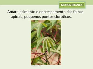 MOSCA BRANCA

Amarelecimento e encrespamento das folhas
apicais, pequenos pontos cloróticos.

Fonte:Yoneya, 2011

 