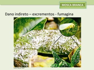 MOSCA BRANCA

Dano indireto – excrementos - fumagina

Fonte: Morais, 2010

 
