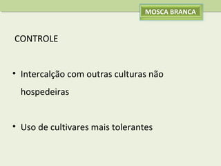 MOSCA BRANCA

CONTROLE
• Intercalção com outras culturas não
hospedeiras
• Uso de cultivares mais tolerantes

 