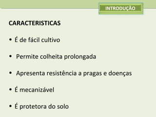 INTRODUÇÃO

CARACTERISTICAS
• É de fácil cultivo
• Permite colheita prolongada
• Apresenta resistência a pragas e doenças
• É mecanizável
• É protetora do solo

 