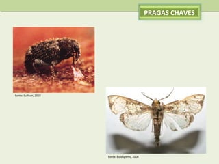 PRAGAS CHAVES

Fonte: Sullivan, 2010

Fonte: Boldsytems, 2008

 