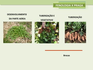 FENOLOGIA X PRAGA
DESENVOLVIMENTO
DA PARTE AEREA

TUBERIZAÇÃO E
VEGETATIVO

TUBERIZAÇÃO

Brocas

 