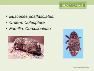 BROCA-DA-RAIZ

• Euscepes postfasciatus,
• Ordem: Coleoptera
• Família: Curculionidae

Fonte:Tsuguo Kohama, 2013

 