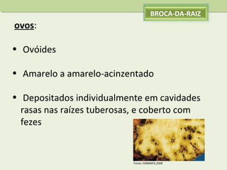 BROCA-DA-RAIZ

ovos:
• Ovóides
• Amarelo a amarelo-acinzentado
• Depositados individualmente em cavidades
rasas nas raízes tuberosas, e coberto com
fezes

Fonte: EMBRAPA,2008

 